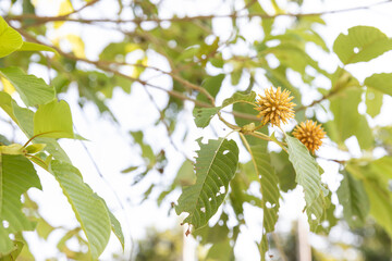 Kratom's flower trees with leaves branches on white background ,Mitragyna Speciosa