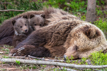 Two brown bears cubs resting in forest with mother - 787826321