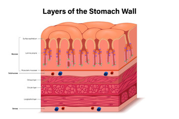 Layers of the stomach wall vector. Anatomy of the structure. Digestive Organ. Internal organ. Mucosa, Submucosa and Serosa.