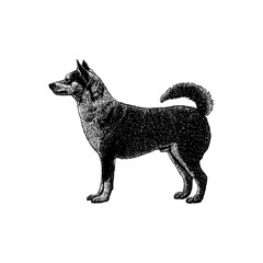 Norwegian Lundehund hand drawing vector isolated on background.