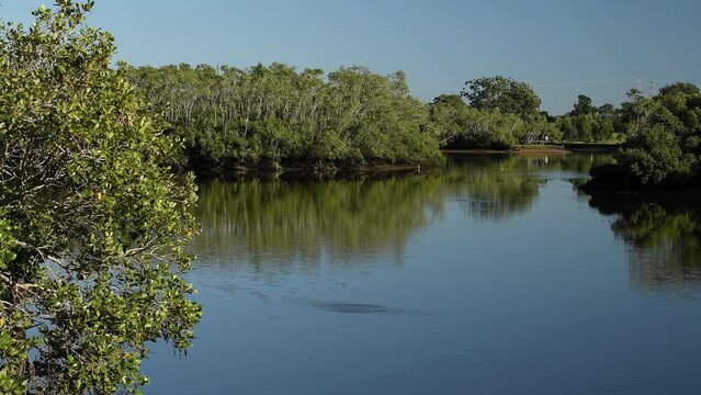 Wide shot, mangrove, trees, green, yellow, brown, blue, rippling water reflections, tidal, river, fish jumping, morning sunlight