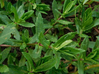 Fototapeta na wymiar Frogfruit (Phyla nodiflora) Aka Turkey tangle fogfruit, Capeweed, Matchhead, Creeping Charlie and Carpetweed larval host for the White peacock, Phaon crescent, and common buckeye butterflies