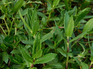 Frogfruit (Phyla nodiflora) Aka Turkey tangle fogfruit, Capeweed, Matchhead, Creeping Charlie and Carpetweed larval host for the White peacock, Phaon crescent, and common buckeye butterflies