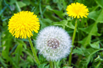 Dandelion flowers close-up. Yellow and white dandelions in a meadow.