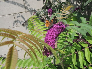 Fototapeta premium butterfly on the flower
