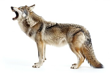 Portrait of a wild wolf howling isolated on white background