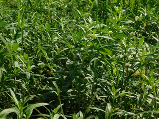 Fototapeta premium Frogfruit (Phyla nodiflora) Aka Turkey tangle fogfruit, Capeweed, Matchhead, Creeping Charlie and Carpetweed larval host for the White peacock, Phaon crescent, and common buckeye butterflies