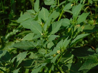 Frogfruit (Phyla nodiflora) Aka Turkey tangle fogfruit, Capeweed, Matchhead, Creeping Charlie and...