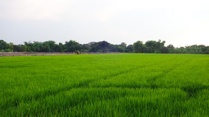 Green fields in the evening when the sun is setting