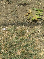 leaves on the ground,hojas en el suelo
