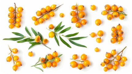 Sea buckthorn fruit is captured isolated on white background, ripe yellow berries and green leaves. A versatile packaging design element to use for cosmetics, foods, tea, and medical oils. - obrazy, fototapety, plakaty