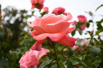 pink rose in garden