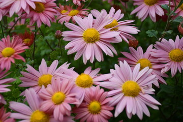 pink chrysanthemum flowers