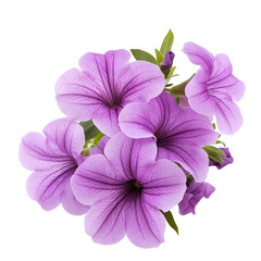 Purple petunia flower isolated on white background