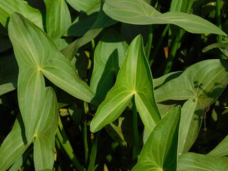 Sagittaria sagittifolia grows in water with a slow flow