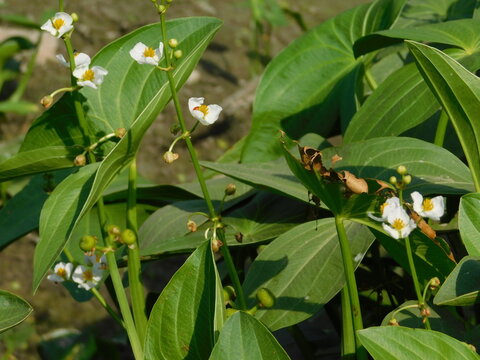 Sagittaria sagittifolia grows in water with a slow flow