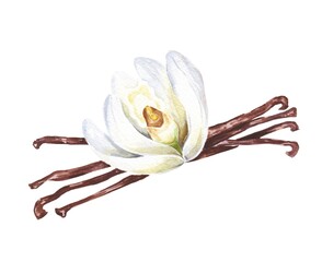 Vanilla flower with sticks hand drawn watercolor illustration