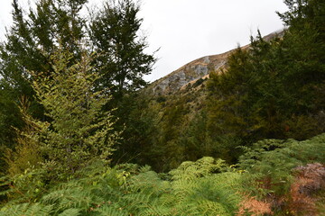 landscape with trees
