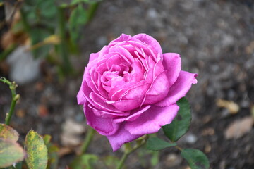 pink rose
