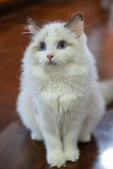 Naklejka na ściany i meble Cute, fluffy Ragdoll cat looking up, asking for attention. 5 months old