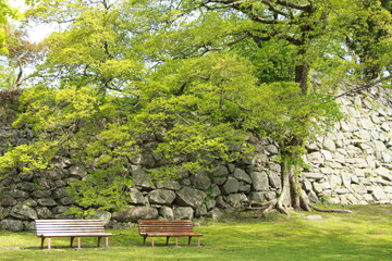 tree in the park