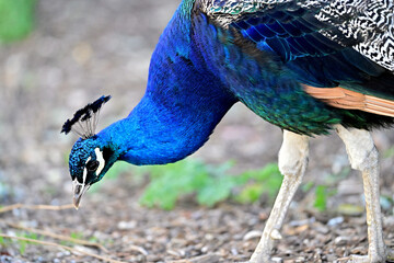 Beautiful Peacock in Various Action