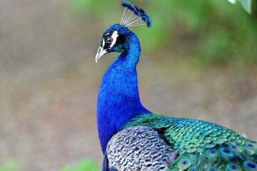 Obraz premium Piękny Paw w Różnych Akcjach