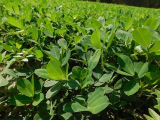 peanut, also known as the groundnut, goober, pindar, or monkey nut, and taxonomically classified as Arachis hypogaea, is a legume crop grown mainly for its edible seeds in the Indian village