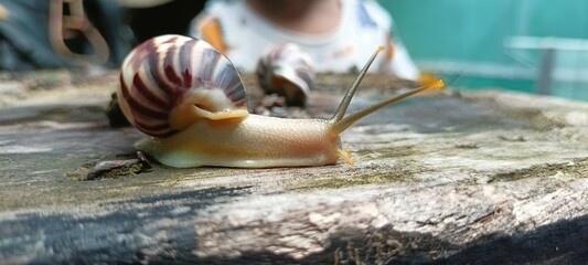 snails walk on rotten chairs
