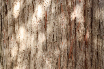 old wood bark of tree trunk background