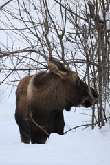 winter wild young moose animal