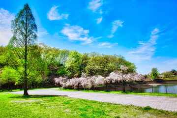 五月晴れの初夏も近づくと公園は新緑の色で輝きます