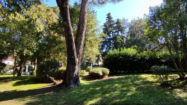 Benevento - Scorcio della quercia secolare nella Villa Comunale