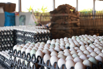 Close-up of duck eggs in a packing tray in a duck house waiting to be shipped for sale.Stacked in layers of fresh white duck eggs in the tray for sale