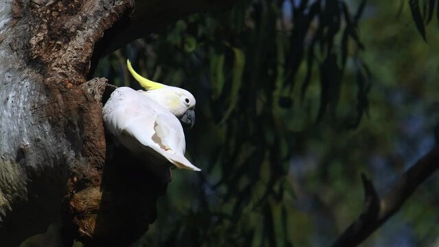 Adult Sulphur-crested Cockatoo - Cacatua galerita- picking gnawing away at gumtree hollow morning sunlight 