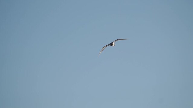 seagull is flying in the sky above a cloudy blue sky. The bird is flying low to the ground, and it is the only object in the image.