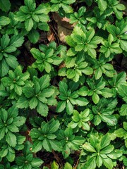 어린 풀잎 배경, 봄, 자연