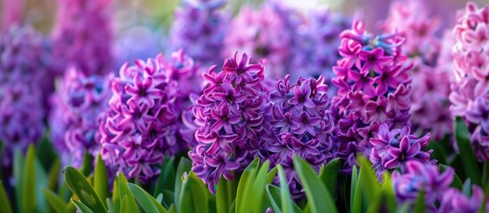 Fototapeta premium Bunches of colorful purple hyacinth blossoms flourishing in a Dutch garden in the spring.