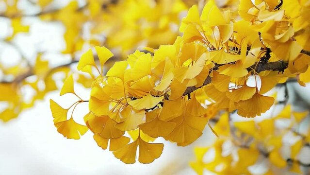 A tree branch is full of yellow leaves 4K motion