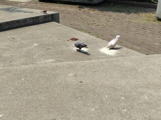 pigeons on the street,palomas en la calle
