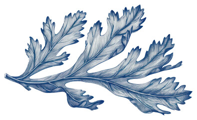 Fototapeta na wymiar PNG Antique of coral leaf drawing sketch plant