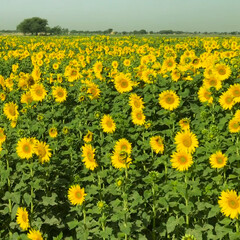 field of dandelions Sunflower crop field trees green yellow flowers leaves blue sky clouds