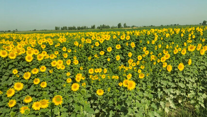 field of yellow flowers Sunflower crop field trees green yellow flowers leaves blue sky clouds