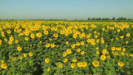 field of yellow dandelions Sunflower crop field trees green yellow flowers leaves blue sky clouds