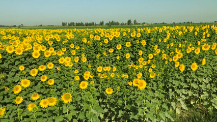 Fototapeta premium field of dandelions Sunflower crop field trees green yellow flowers leaves blue sky clouds