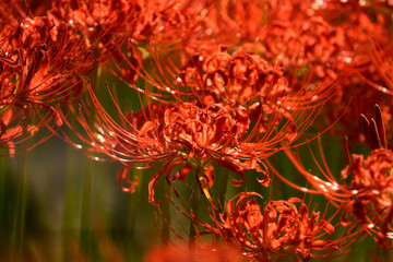 View of the spider lily