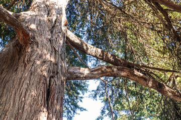 trunk of a tree