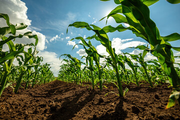 Low angle view of green corn stalks growing in an agricultural farm field with a clear sky