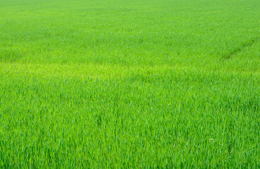 Green background with spring grass