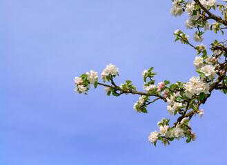 Apple tree branch with white flowers against the sky